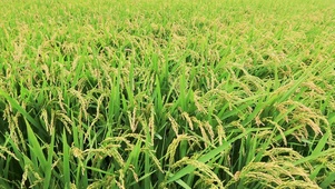 4K 高清 绿色水稻植物