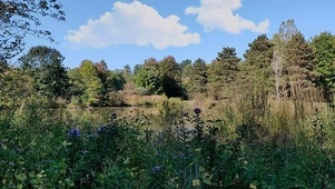 绿色自然护眼风景