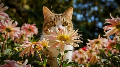 护眼花朵中猫咪