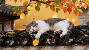 秋日屋檐猫
