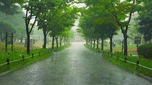 雨天公园绿林路
