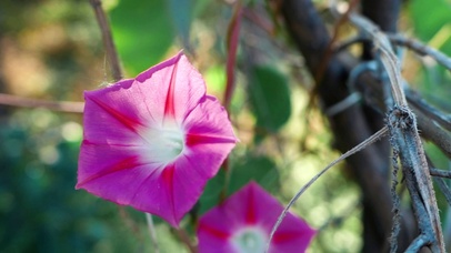 超清粉色喇叭花