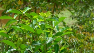 自然植物