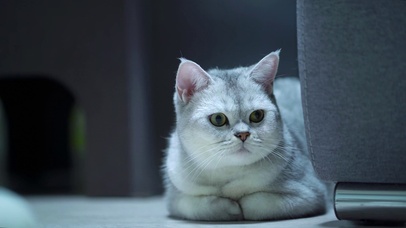 摇头晃脑喵星人