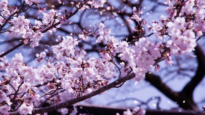 纷纷飞花，漫天飞舞