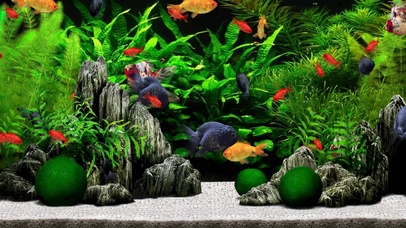 4K护眼水草金鱼