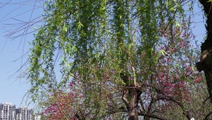 春天柳枝发芽升格