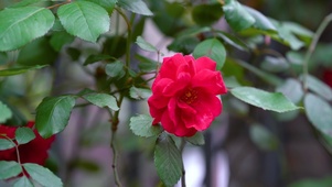 4K唯美盛开的红色玫瑰花
