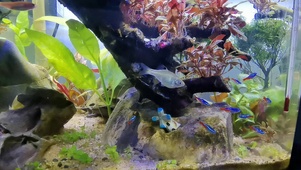 水草缸