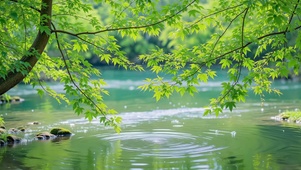 清新林间溪流