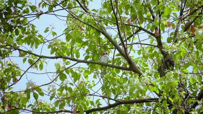 4K春天树枝黄鹂鸟意境风景
