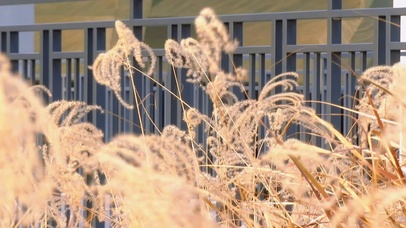 芦苇