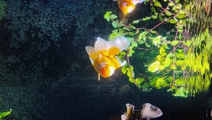 鱼缸情节