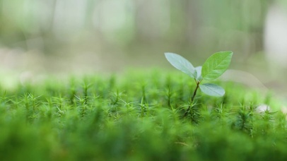 4K唯美绿色小草