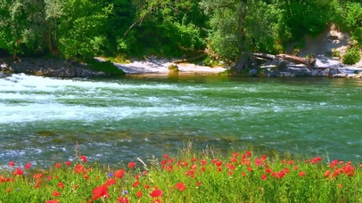 绿林花草河流