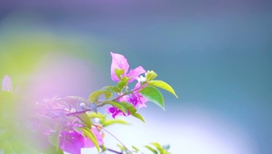 唯美花朵