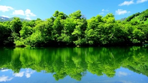 清新绿树湖