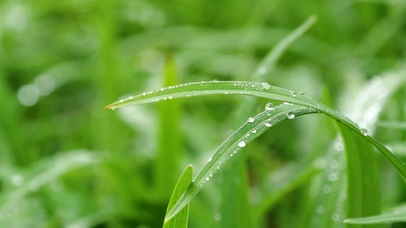 4k春天草地雨中植物小草