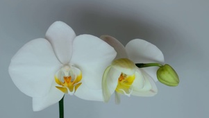 超清白花