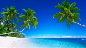 海沙滩椰子树