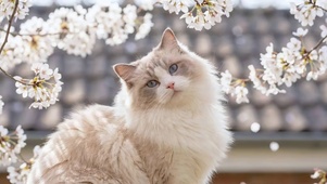 樱花和猫