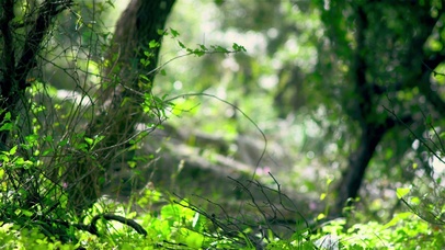 清新大自然森林