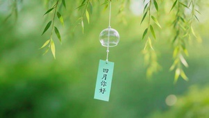 柳树四月你好
