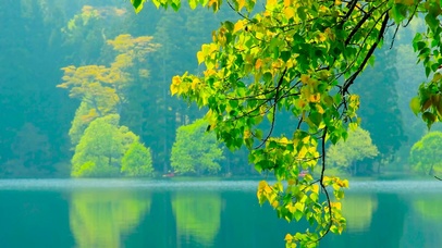 清新绿叶湖面