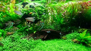 绿草水族馆
