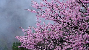 雷雨前的樱花树