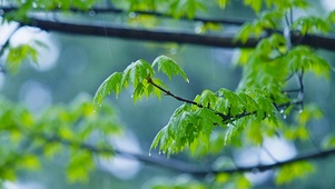 春雨