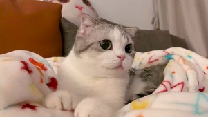 可爱的小泡芙