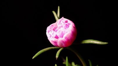 唯美粉色花盛开