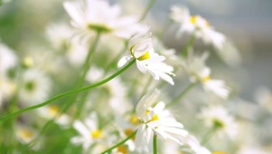 野菊花