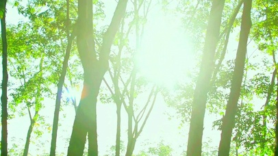 4K唯美林间晨曦