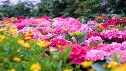 4K盛开鲜艳的牡丹花卉鲜花