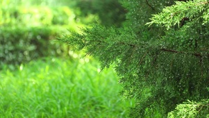 松树上的水滴