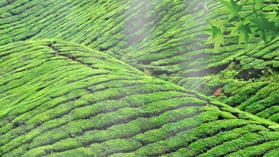 绿色护眼茶园