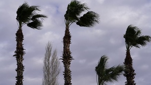 台风天的椰子树