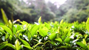 雨天茶山