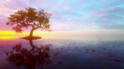 夕阳枫树飘落叶