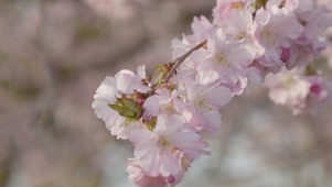 粉色小花朵