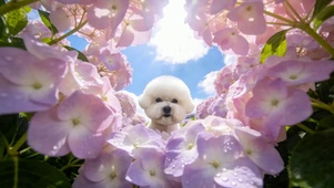 萌宠狗
