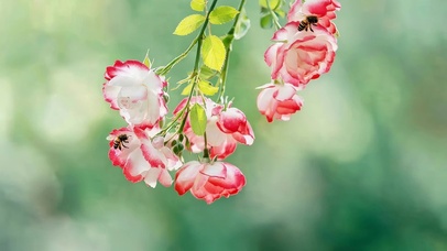 治愈小清新鲜花