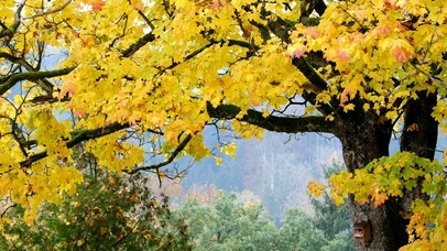 4K唯美秋天落叶