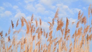 风中温柔的芦苇
