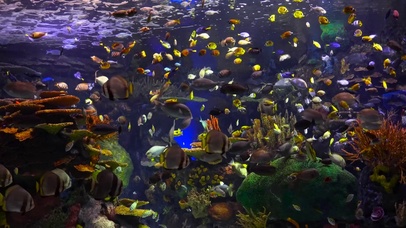 4K 海底世界