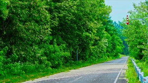 绿林落花公路