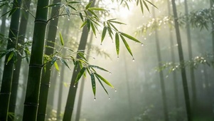 雨后竹林
