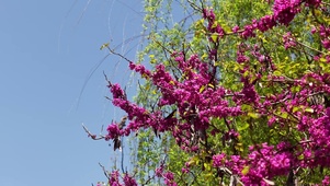 春天鲜花盛开植物